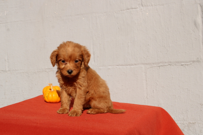 puppy, for, sale, Mini Goldendoodle F1, Matthew B. Stoltzfus, dog, breeder, Gap, PA, dog-breeder, puppy-for-sale, forsale, nearby, find, puppyfind, locator, puppylocator, aca